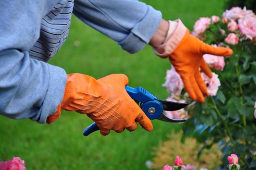 A gardener wearing bright orange gloves is using a pair of garden pruning scissors to trim flowering bushes with pink blooms in an outdoor garden setting. The background shows a well-maintained grassy lawn with lush green grass, and sunlight appears to be illuminating the scene, suggesting a clear day. The gardener's attire includes a light blue long-sleeve shirt, appropriate for outdoor gardening work. The garden features a neatly arranged flower bed with soil and well-maintained plants, indicating a focus on horticultural care. The overall environment portrays a tidy, landscaped outdoor space suitable for gardening services, with a balanced mix of vibrant flower colours and natural green tones, typical of an urban or residential garden in Fitzrovia or nearby central London areas. This detailed, natural scene complements professional gardening and landscaping care provided by companies like Landscapers Fitzrovia, highlighting precision pruning and plant maintenance work.
