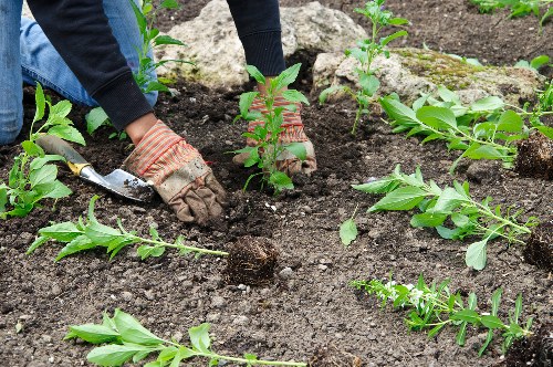 The image depicts a gardener's hands planting young green shrubs into dark, well-tilled soil within a landscaped garden area, possibly in Fitzrovia. The soil appears moist and rich, with visible small mounds and a few loose pieces of earth around the newly planted shrubs. In the background, there are additional green plants and small, low-growing bushes, with a section of stone or brick edging visible, outlining the garden bed. The gardener is wearing gloves and a dark long-sleeved garment, indicating care and attention to planting. This outdoor space features a neatly maintained garden bed, situated in a residential or commercial property, reflecting typical urban landscaping and gardening practices in London. The scene is well-lit, suggesting daytime with natural sunlight, and highlights ongoing planting activity that complements garden maintenance services offered by companies like Landscapers Fitzrovia, who specialise in gardening, planting, and landscaping in the local area.