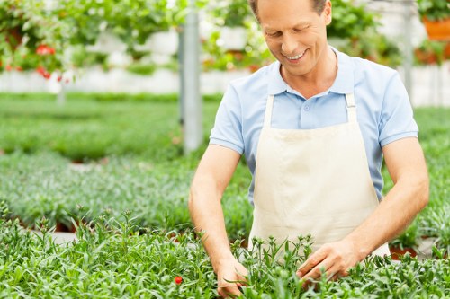 A man in a light blue shirt wearing a beige apron is gently tending to a lush garden bed with neatly arranged green plants that have small red flowers or buds. The garden features a well-maintained lawn and various shrubbery in the background, with a green structure or trellis that suggests a contained outdoor space in Fitzrovia. The lighting indicates a bright, clear day, with natural sunlight illuminating the vibrant greenery and creating a welcoming outdoor environment. The landscaped yard has a mixture of grass, soil, and pavers, providing a structured and attractive layout. The scene captures a professional gardening activity relevant to landscape maintenance and plant care services offered by Landscapers Fitzrovia, with a focus on neat plant arrangement, healthy vegetation, and outdoor garden upkeep suitable for residential or commercial properties in central London.