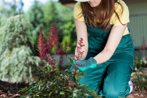 The image shows a person with long brown hair wearing a yellow short-sleeved top, teal gardening overalls, and blue gloves, kneeling in a garden bed. They are tending to flowering plants with tall, pinkish-red flower spikes, which have green leafy stems. The garden area includes dark soil and lush green foliage, with various plants and shrubs visible in the background, indicating a well-maintained outdoor space. The scene is outdoors, under natural light, with a backdrop of blurred greenery and possibly a garden shed or structure, reflecting typical garden landscaping tasks. This setting suggests professional gardening and garden renovation activities, aligning with services offered by Landscapers Fitzrovia in the London area, particularly around Fitzrovia or nearby postcode districts. The focus is on planting and garden maintenance in a residential or landscaped yard environment.