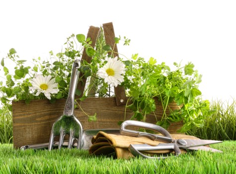 The image features a small garden scene with a neatly maintained grassy lawn in the foreground. Resting on the grass are various gardening tools including a hand fork, pruning shears, and a trowel, along with a pair of yellow gloves. Behind these tools, there is a raised wooden flower bed filled with lush green foliage and flowering plants, prominently featuring white daisies. The flower bed is constructed from weathered wooden planks, with additional green plants and grass visible at the edge. The background appears bright and well-lit, suggesting daylight with clear weather conditions. The overall scene depicts a tidy, well-maintained outdoor space suitable for gardening activities, reflecting typical aspects of garden care and landscaping services offered by companies such as Landscapers Fitzrovia in London, UK. The environment emphasizes a focus on outdoor planting, soil, and lawn management, characteristic of gardening and lawn care in Fitzrovia and surrounding areas.